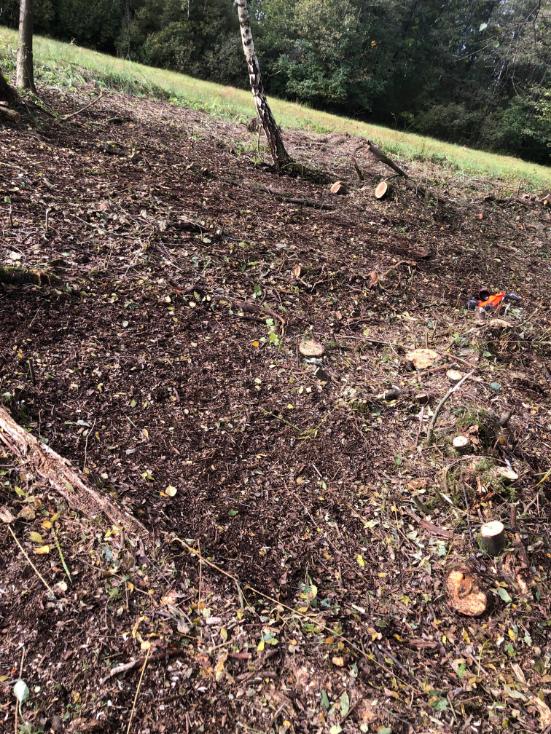 výřez invazivní vrby Horní město - skály